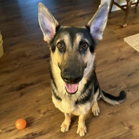 Kiara, a Adoptable German Shepherd Dog in Van Horne, IA image 1/4
