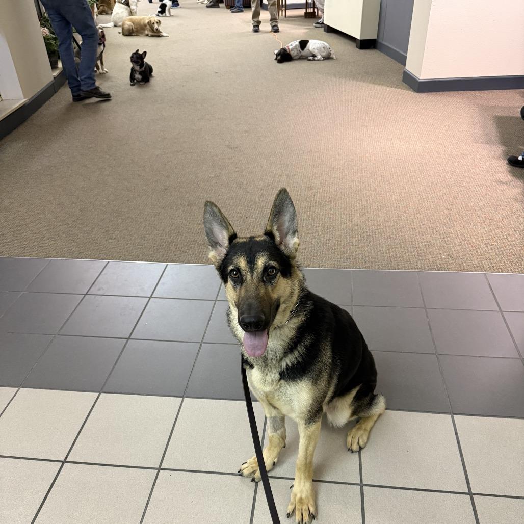 Kiara, a Adoptable German Shepherd Dog in Van Horne, IA image 2/4
