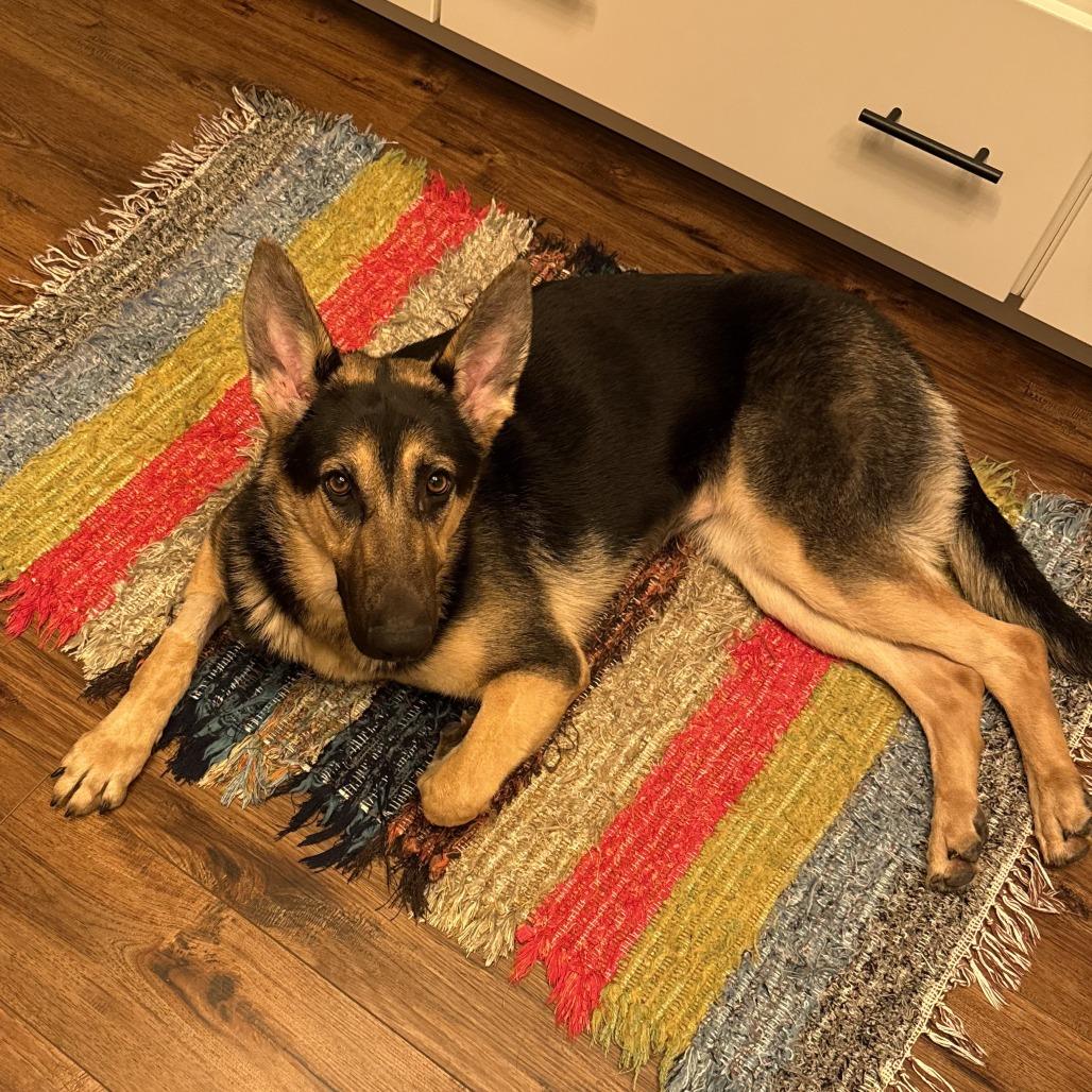 Kiara, a Adoptable German Shepherd Dog in Van Horne, IA image 3/4