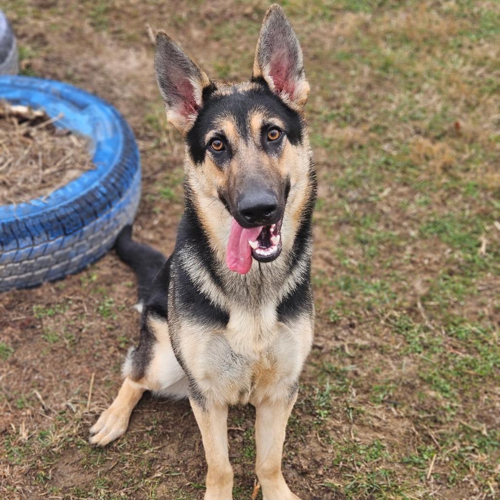 Kiara, a Adoptable German Shepherd Dog in Van Horne, IA image 4/4