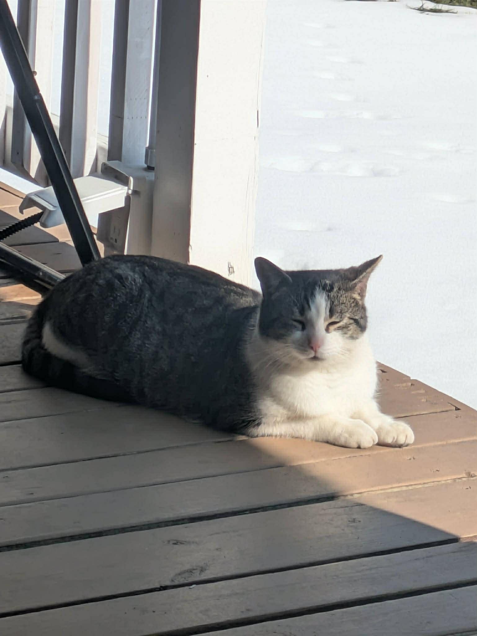 Enlarge HABANERO, an adopted Domestic Short Hair in Tillsonburg, ON image 1/4