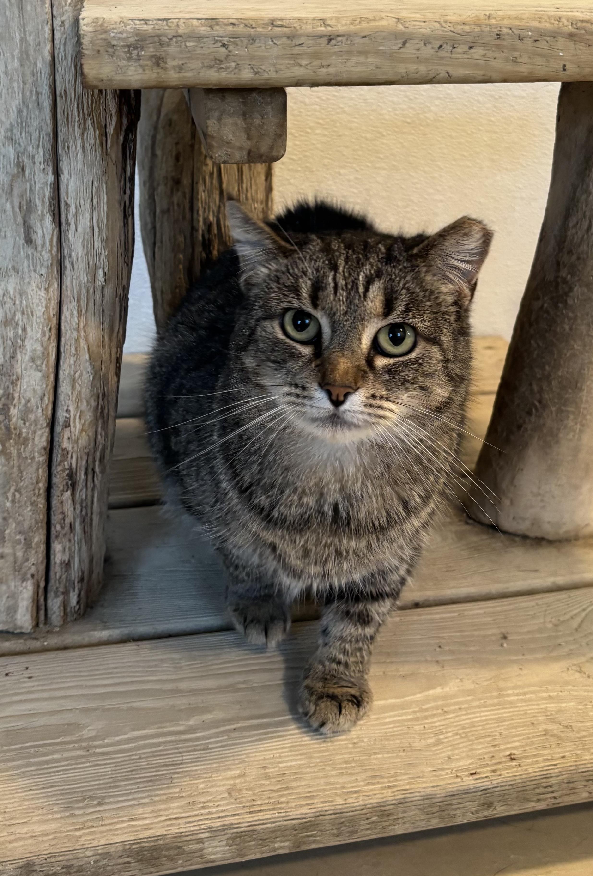 Enlarge Ibiza, a Adoptable Domestic Short Hair in Chicago, IL image 1/2