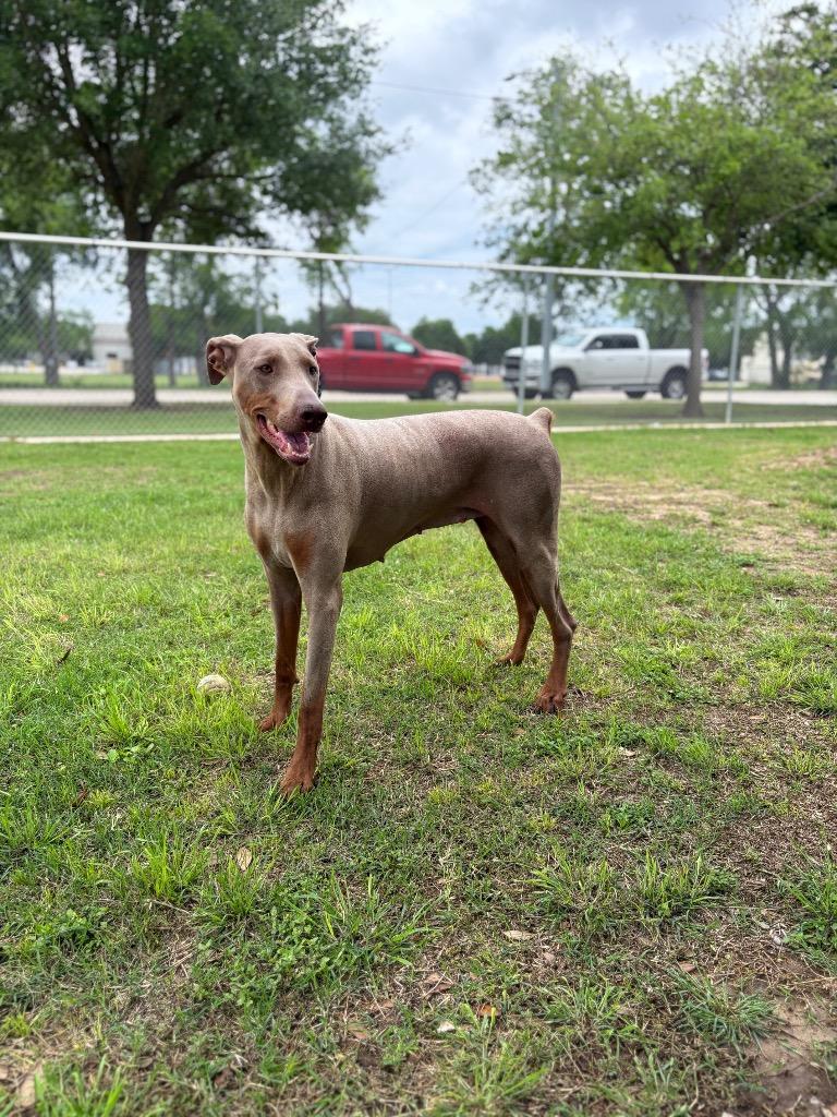 Saorise, Adoptable, Adult Female Doberman Pinscher.