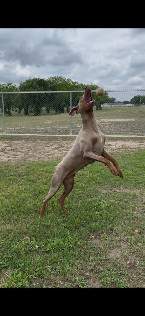 Enlarge Saorise, a Adoptable Doberman Pinscher in Seguin, TX image 2/4