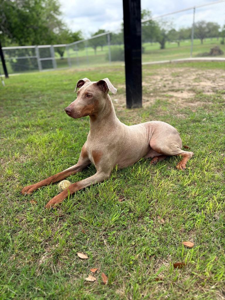Enlarge Saorise, a Adoptable Doberman Pinscher in Seguin, TX image 3/4