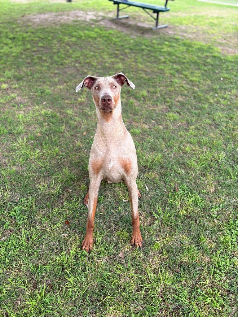 Enlarge Saorise, a Adoptable Doberman Pinscher in Seguin, TX image 4/4