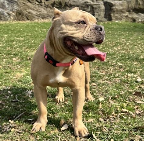 Enlarge Honey, a ADOPTABLE mixed breed in Brooklyn, NY image 3/4