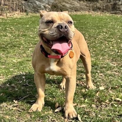 Honey, ADOPTABLE, Young Female Bulldog.