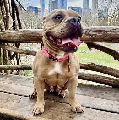 Enlarge Honey, a ADOPTABLE mixed breed in Brooklyn, NY image 2/4