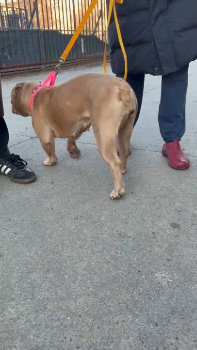 Enlarge Honey, a ADOPTABLE mixed breed in Brooklyn, NY video 4/4