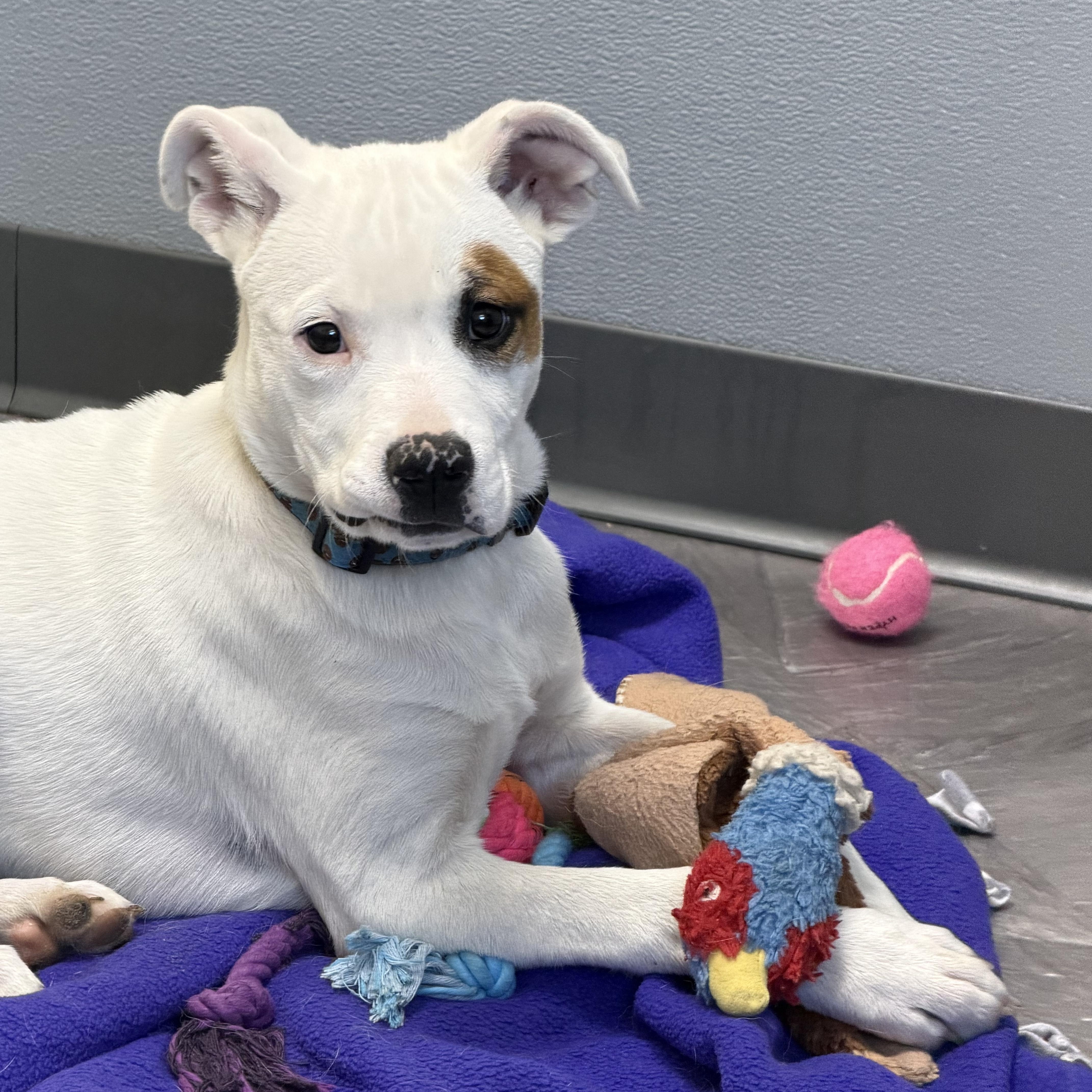 Enlarge Brownie, a ADOPTABLE Mixed Breed in Clinton, IL image 4/4