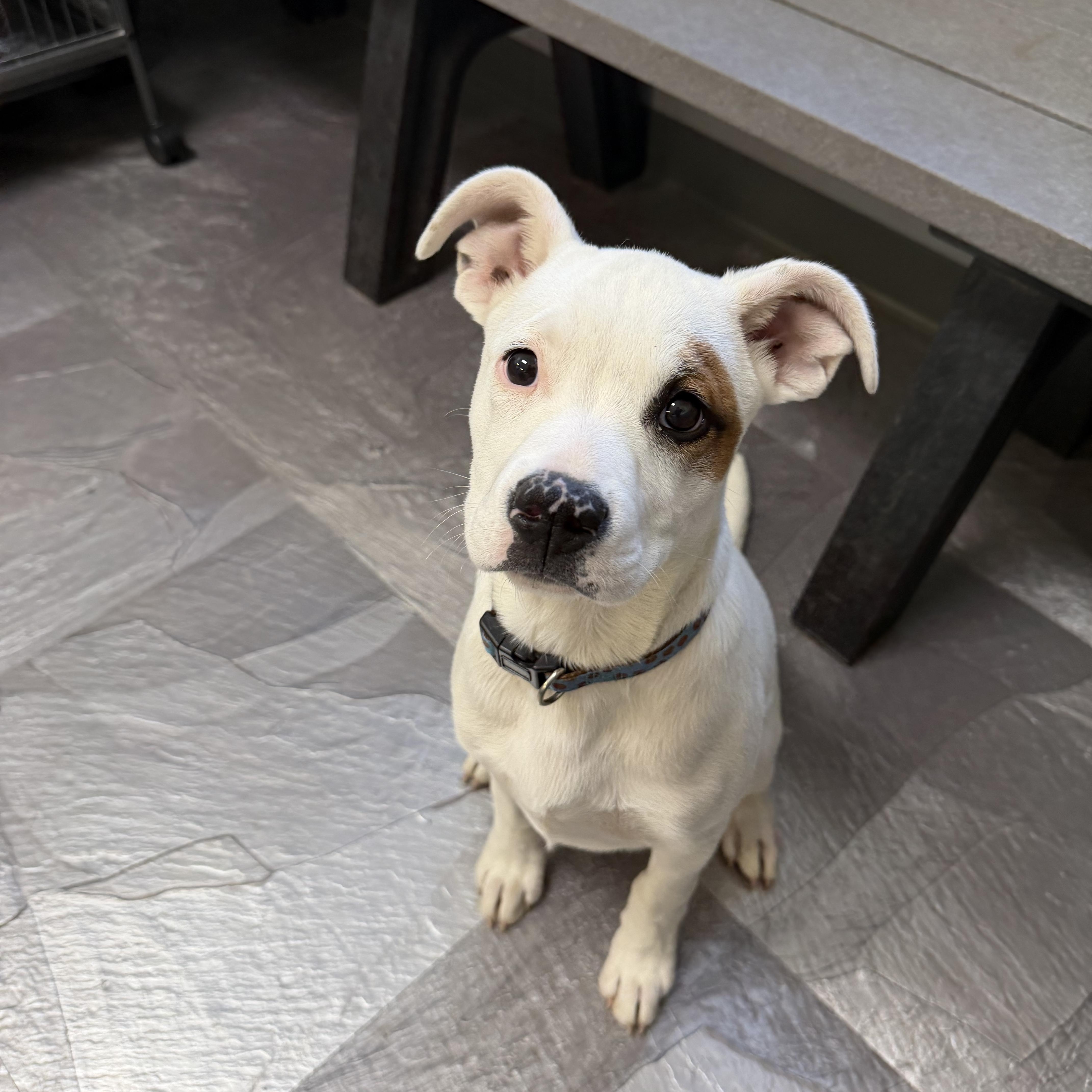 Brownie, ADOPTABLE, Puppy Male Mixed Breed.