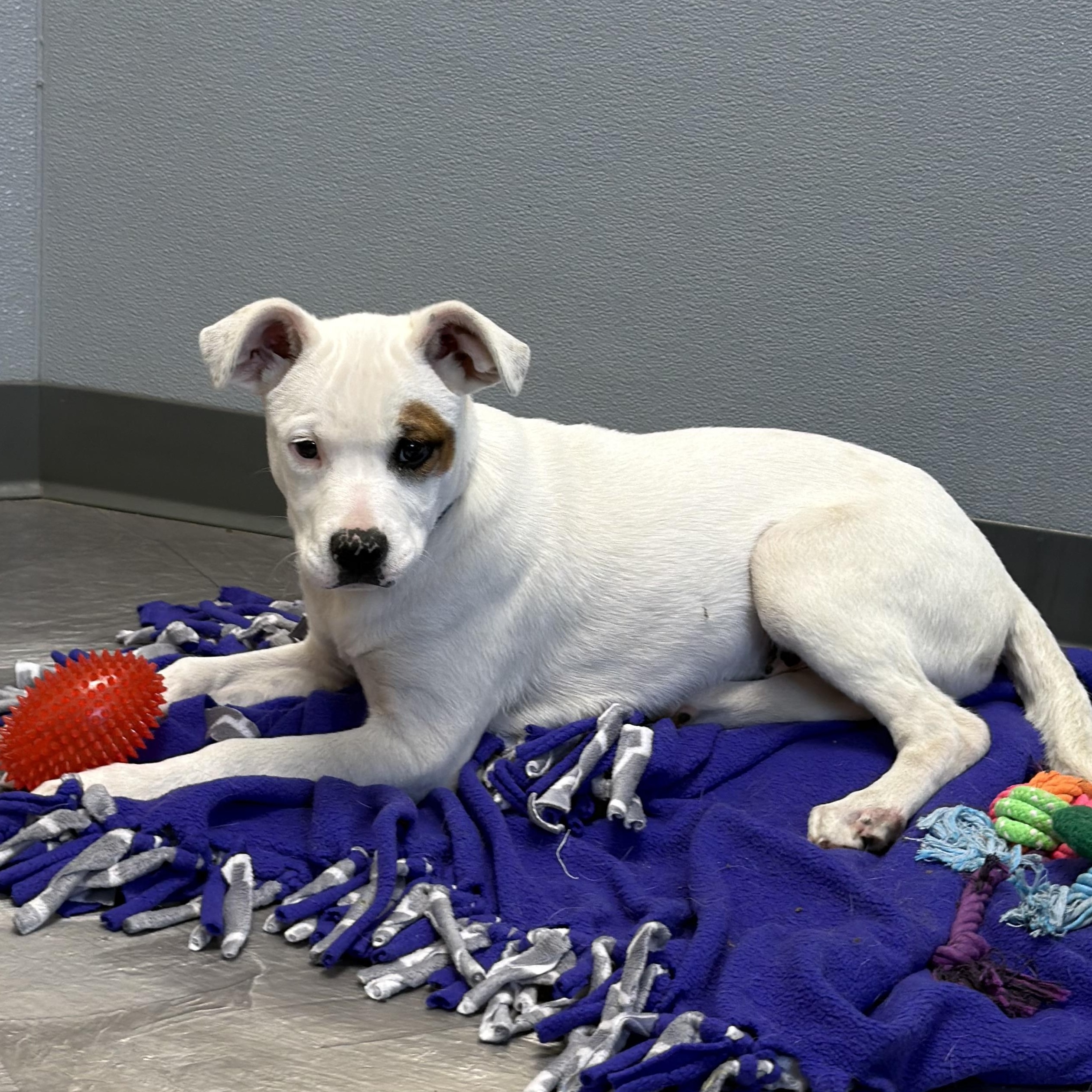 Enlarge Brownie, a ADOPTABLE Mixed Breed in Clinton, IL image 2/4