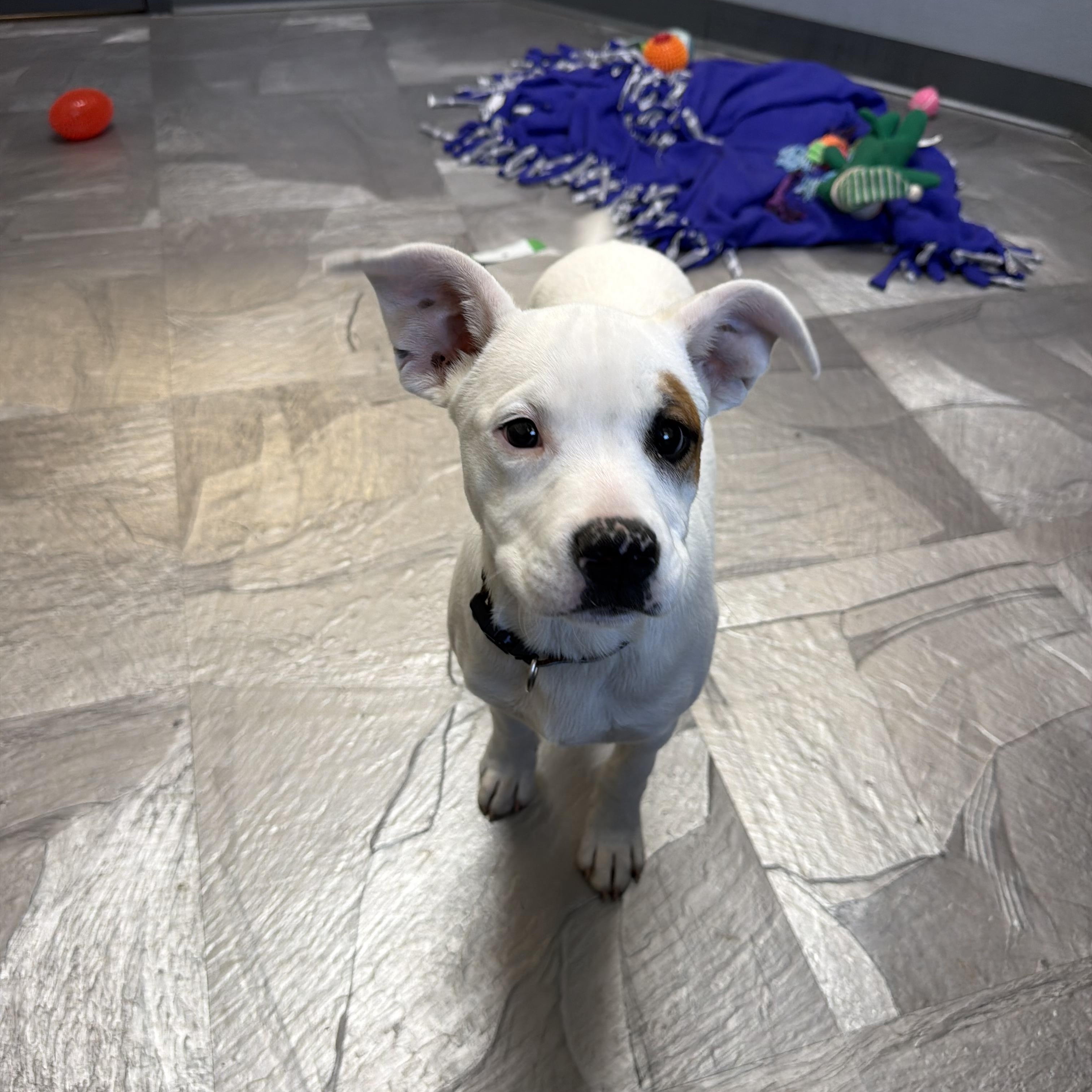 Enlarge Brownie, a ADOPTABLE Mixed Breed in Clinton, IL image 3/4