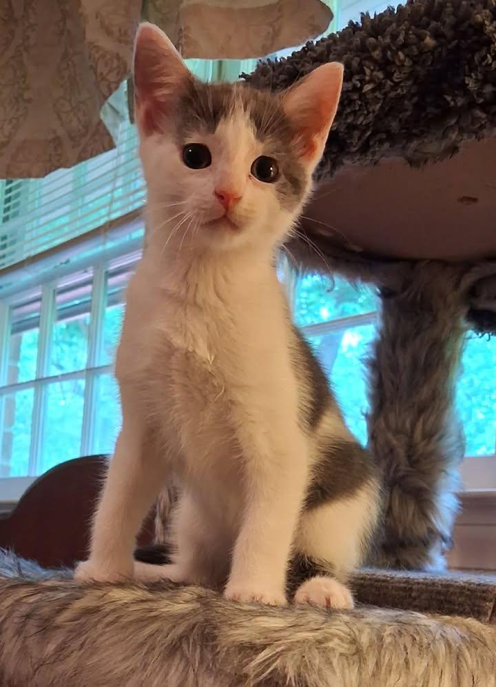 Enlarge Twilight, a ADOPTABLE Domestic Short Hair in Greenville, NC image 6/6