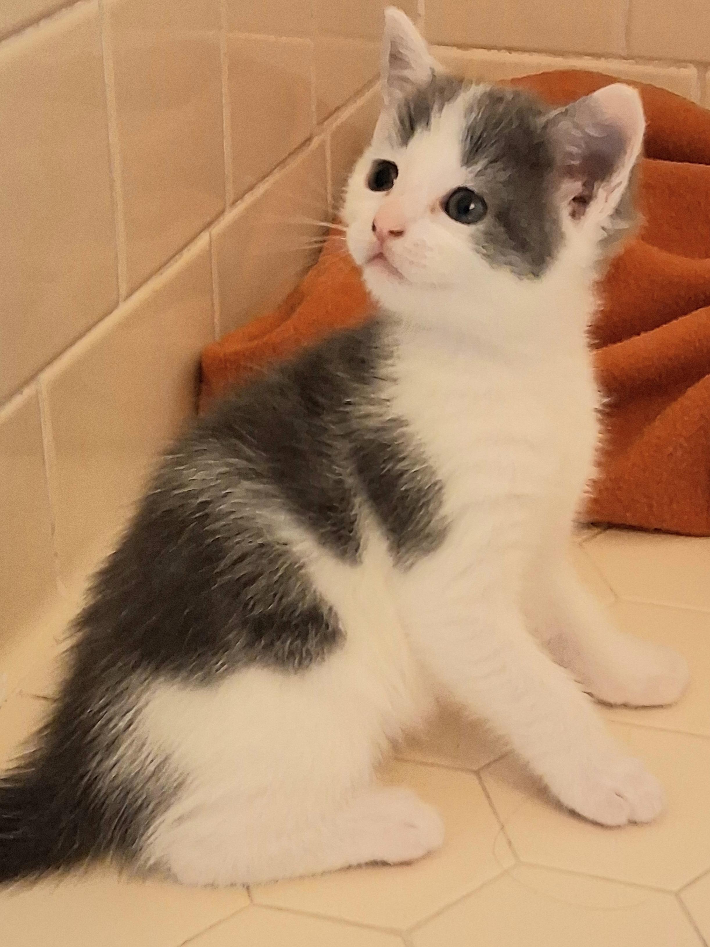 Enlarge Twilight, a ADOPTABLE Domestic Short Hair in Greenville, NC image 4/6