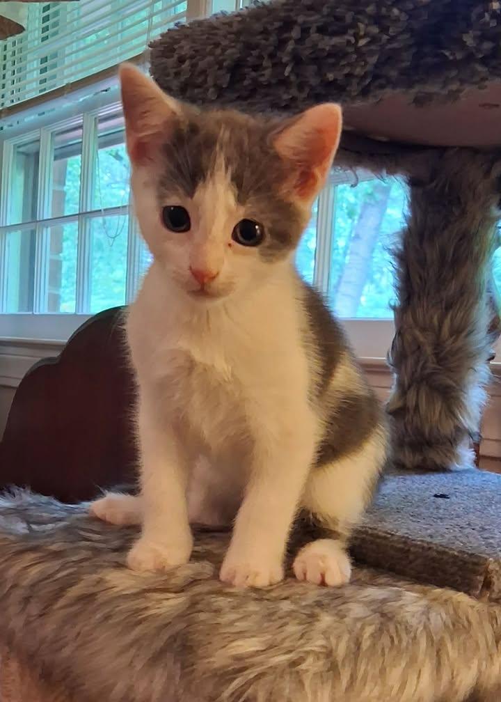 Enlarge Twilight, a ADOPTABLE Domestic Short Hair in Greenville, NC image 2/6