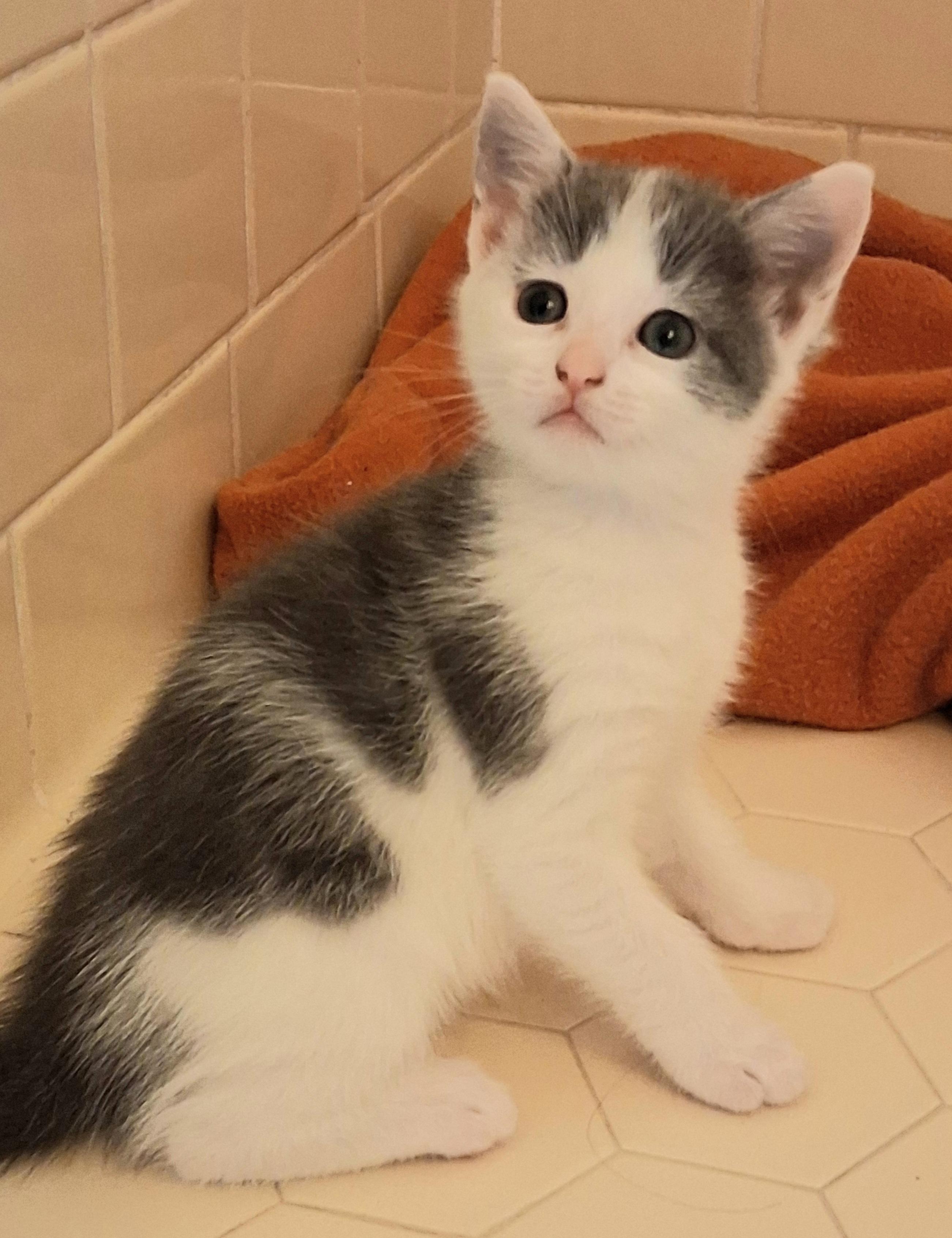 Enlarge Twilight, a ADOPTABLE Domestic Short Hair in Greenville, NC image 3/6