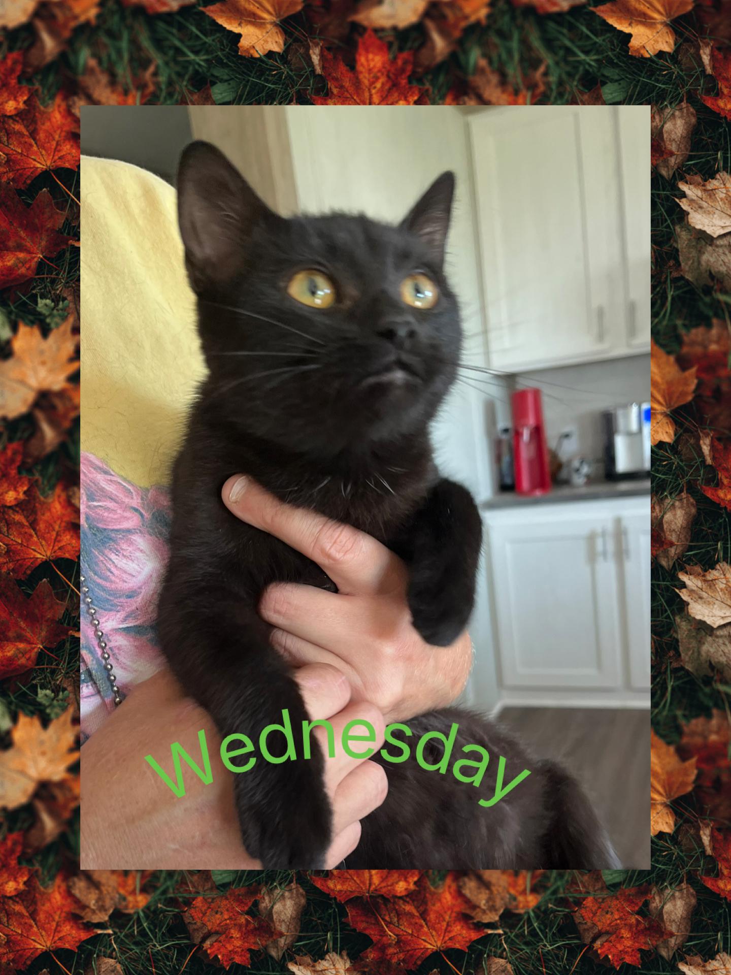 Wednesday, Adoptable, Young Female Domestic Short Hair.