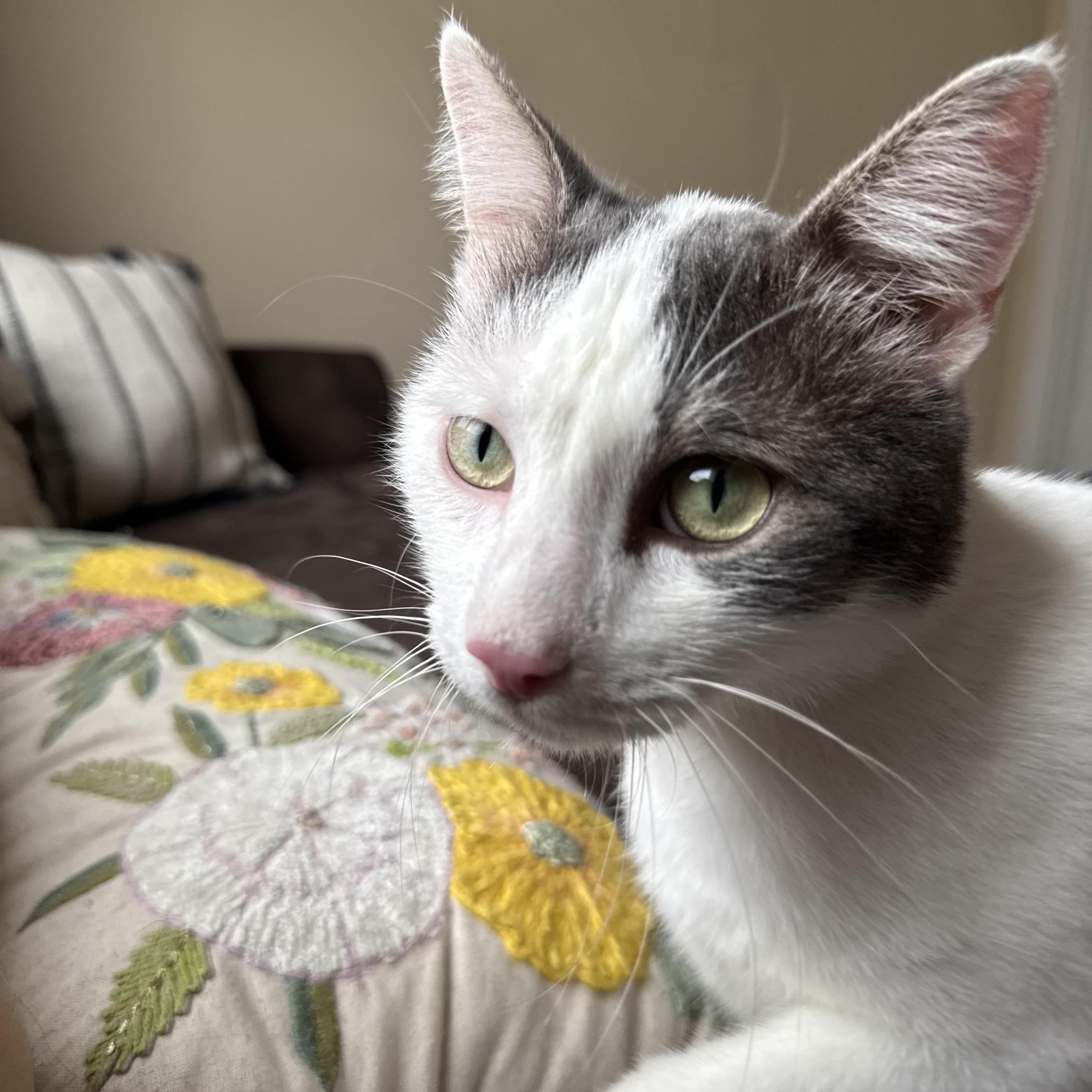 Nice Guy Fred - the kind of good-guy cat everyone should know at least once in a lifetime! photo 3
