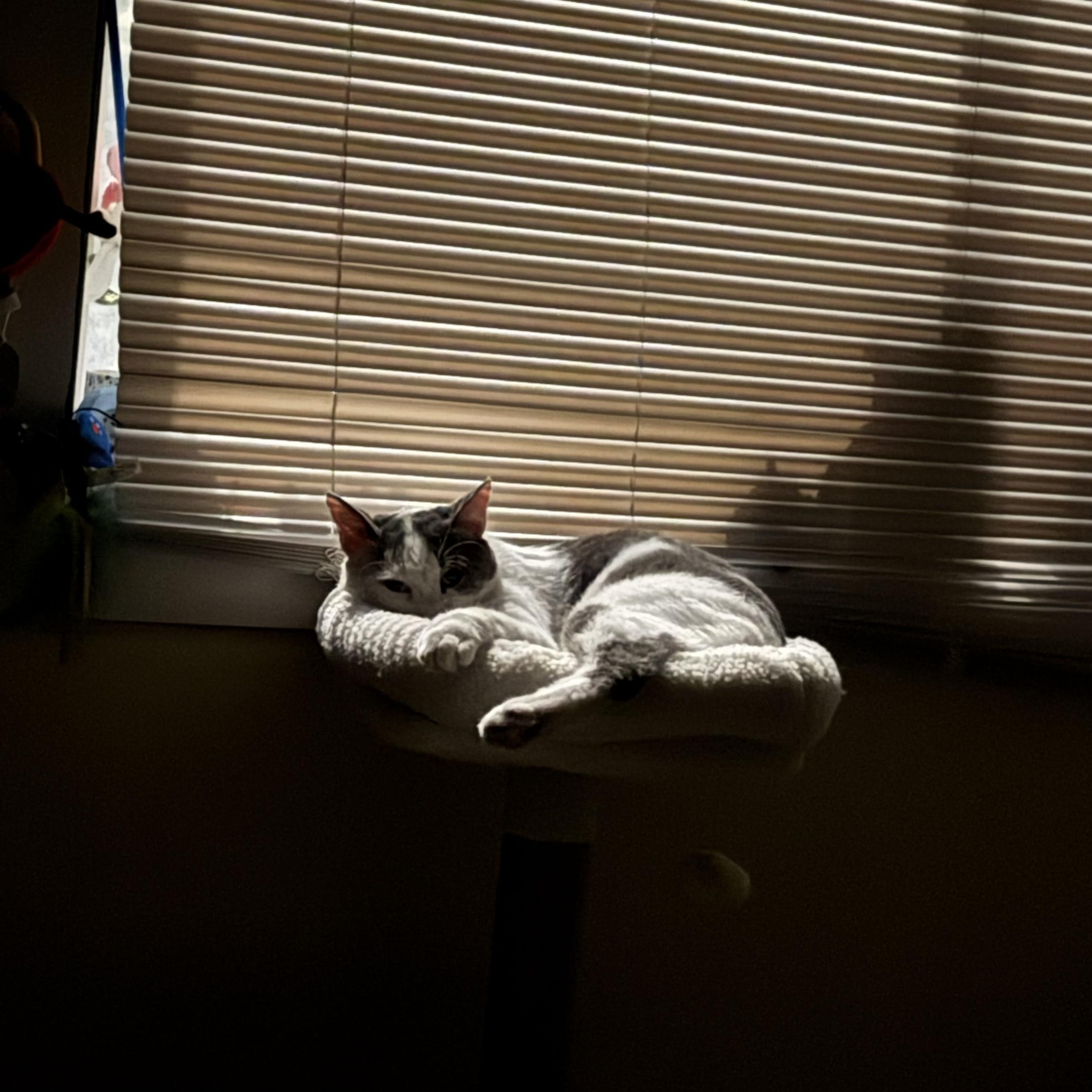 Nice Guy Fred - the kind of good-guy cat everyone should know at least once in a lifetime! photo 6