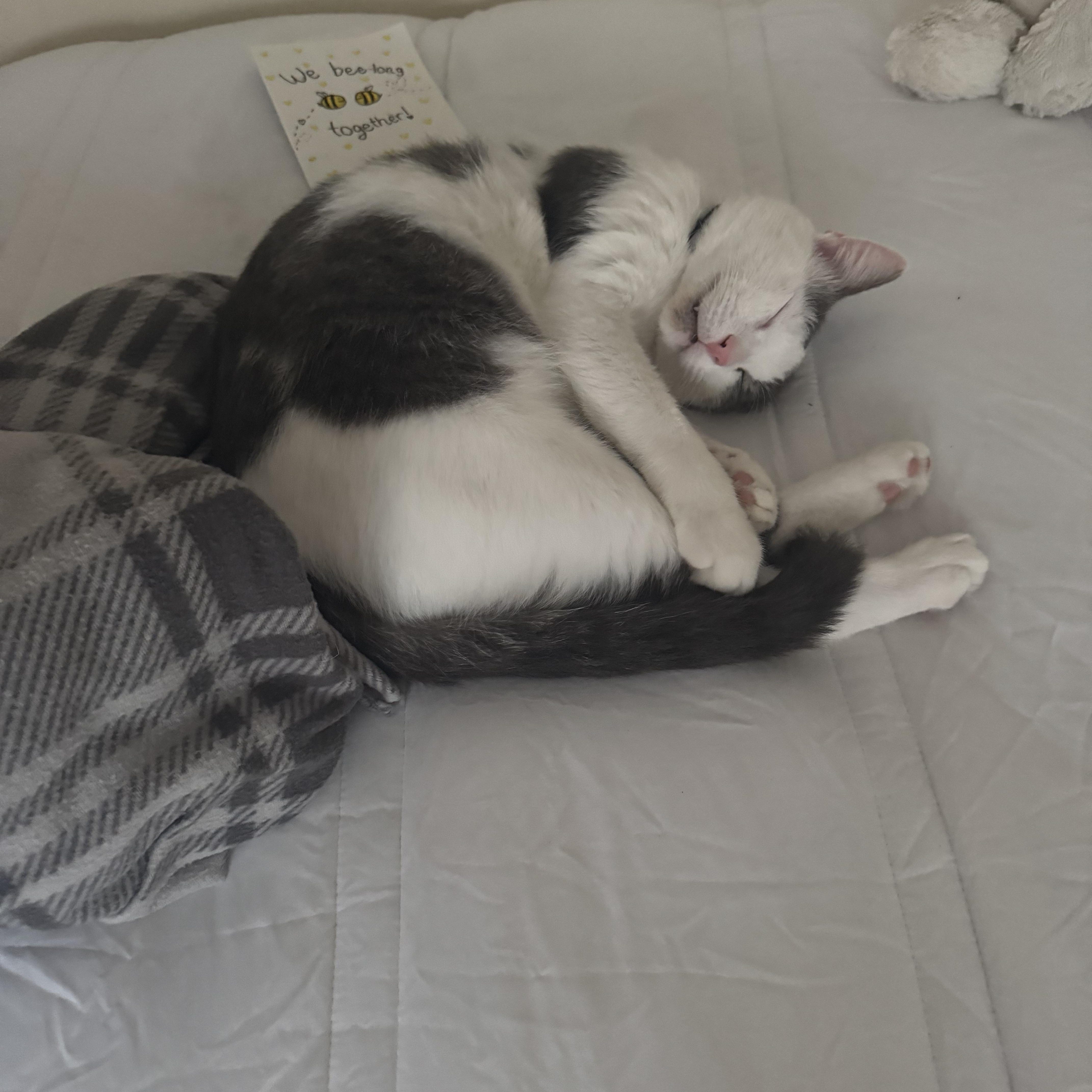 Nice Guy Fred - the kind of good-guy cat everyone should know at least once in a lifetime! photo 4