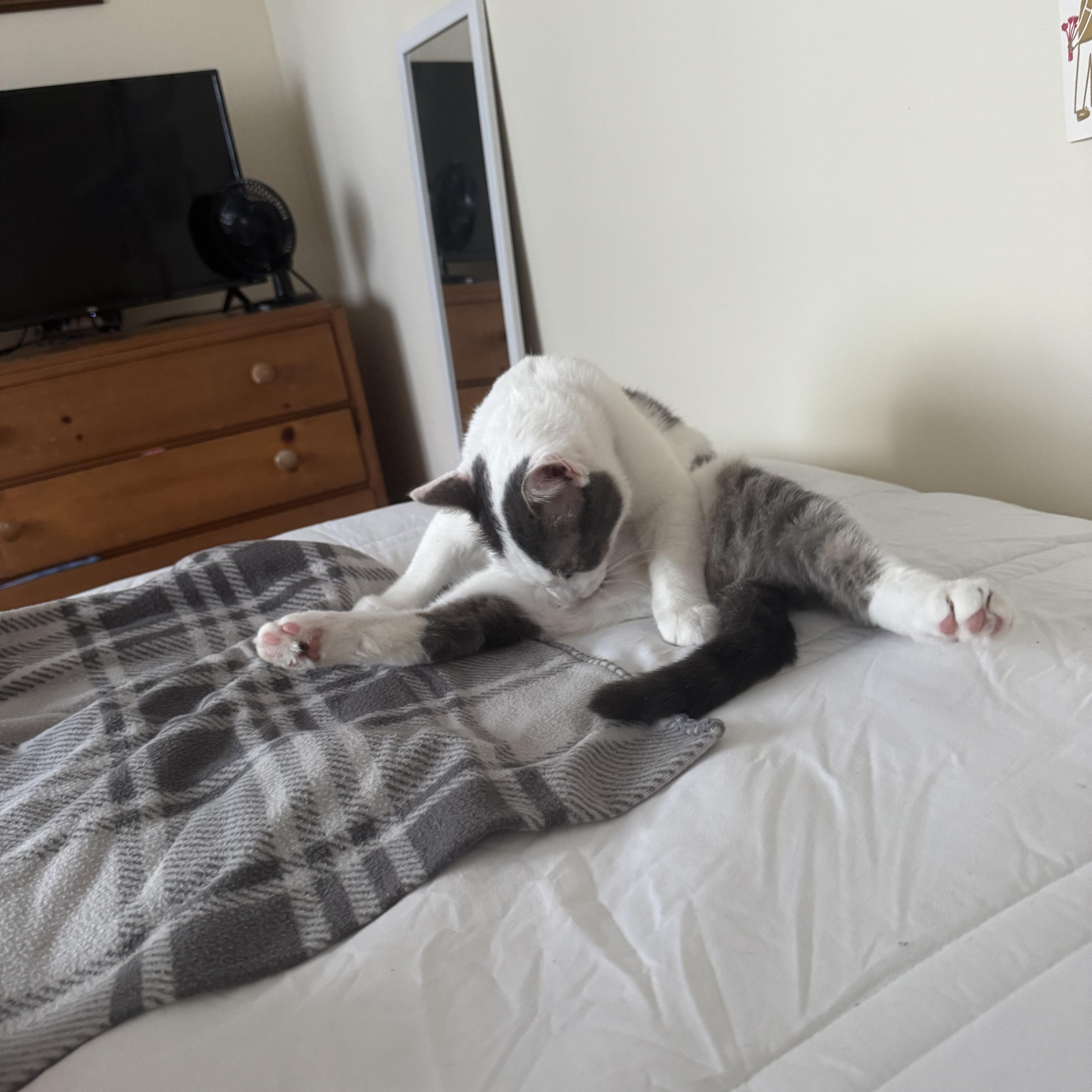 Nice Guy Fred - the kind of good-guy cat everyone should know at least once in a lifetime! photo 5