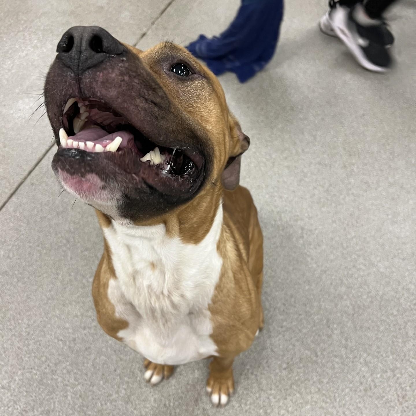 Enlarge Kaizer, a Adoptable Pit Bull Terrier in Terre Haute, IN image 5/6