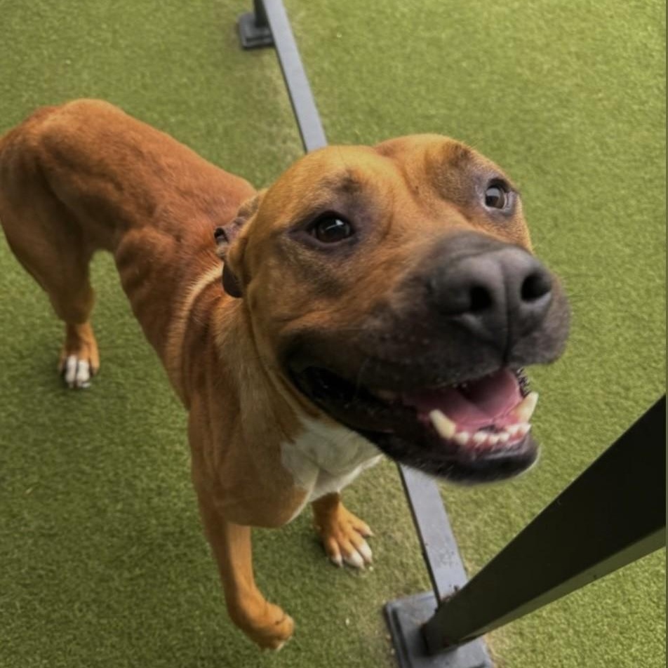 Enlarge Kaizer, a Adoptable Pit Bull Terrier in Terre Haute, IN image 1/6