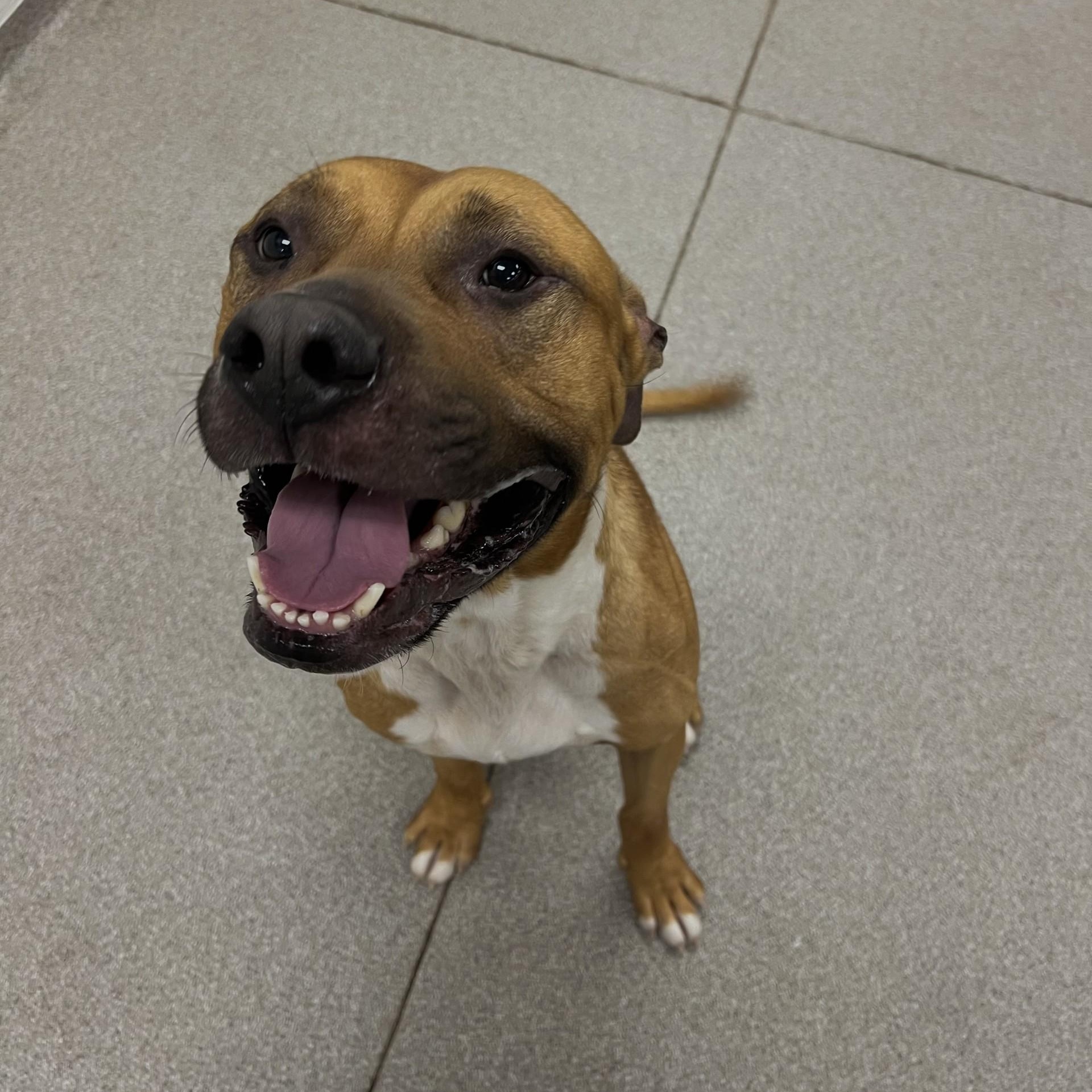 Enlarge Kaizer, a Adoptable Pit Bull Terrier in Terre Haute, IN image 3/6