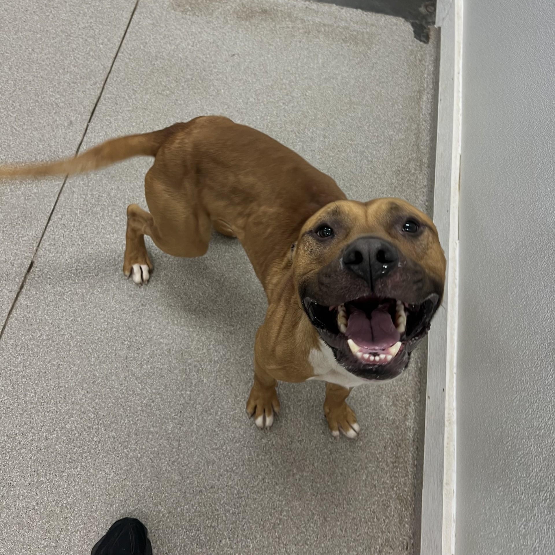 Enlarge Kaizer, a Adoptable Pit Bull Terrier in Terre Haute, IN image 6/6