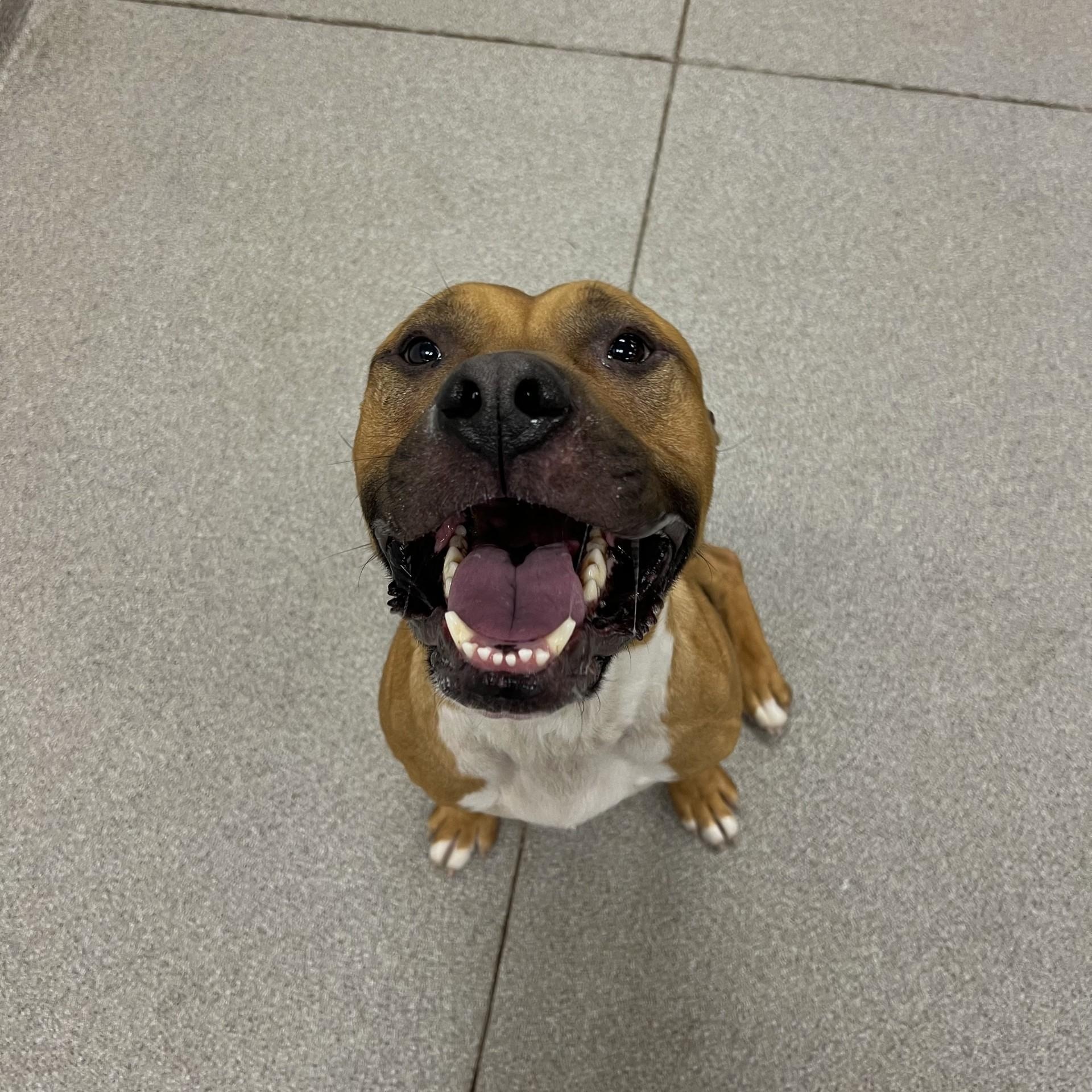 Enlarge Kaizer, a Adoptable Pit Bull Terrier in Terre Haute, IN image 4/6