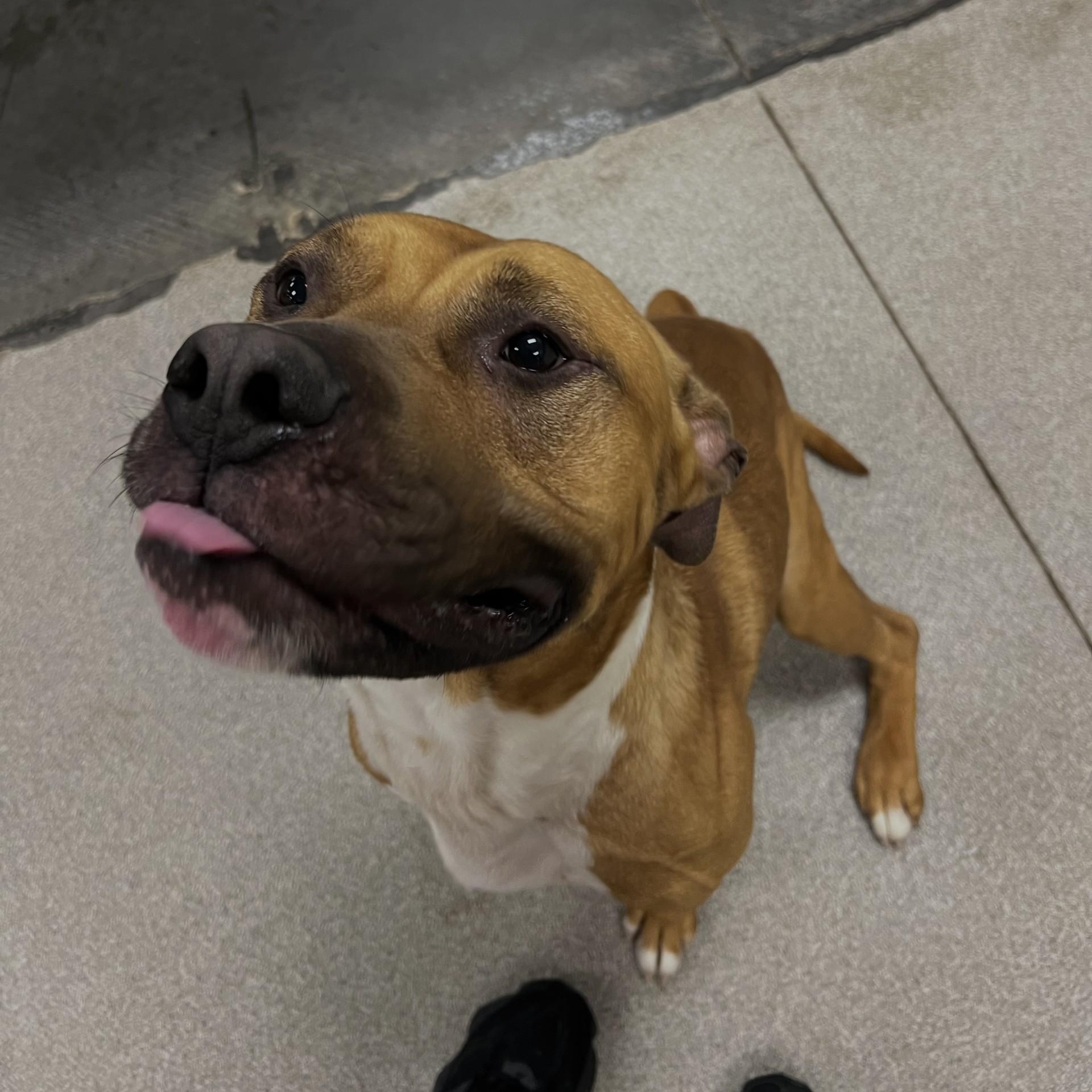 Enlarge Kaizer, a Adoptable Pit Bull Terrier in Terre Haute, IN image 2/6