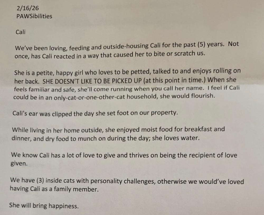 Enlarge Cali, a Adoptable Domestic Short Hair in Skippack, PA image 1/3