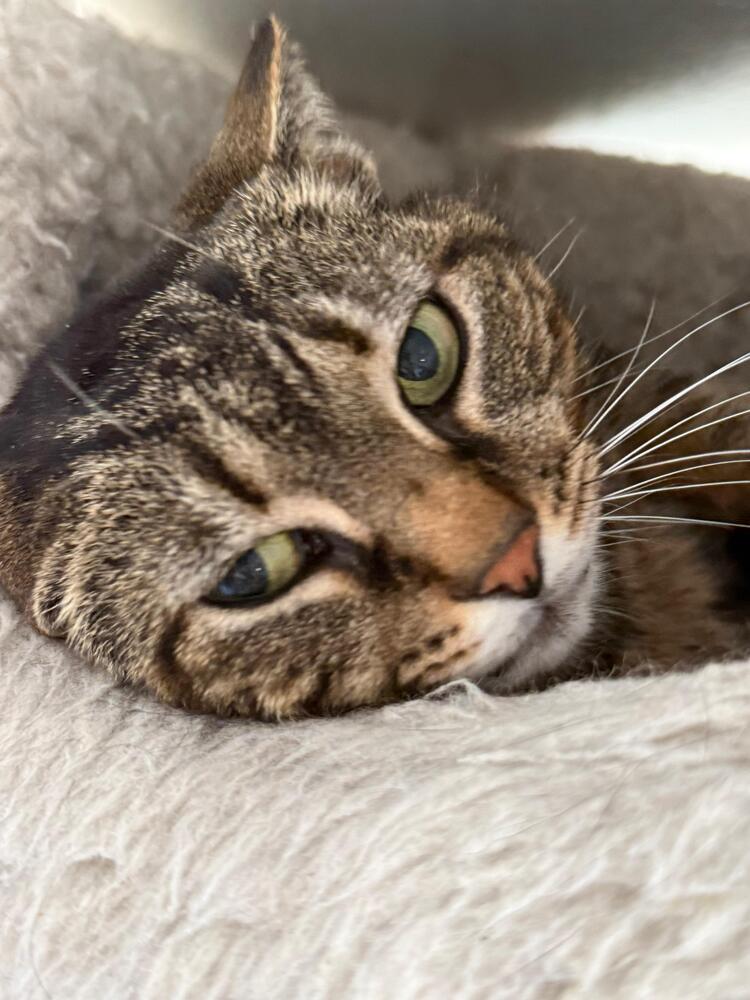 Enlarge Cali, a Adoptable Domestic Short Hair in Skippack, PA image 2/4