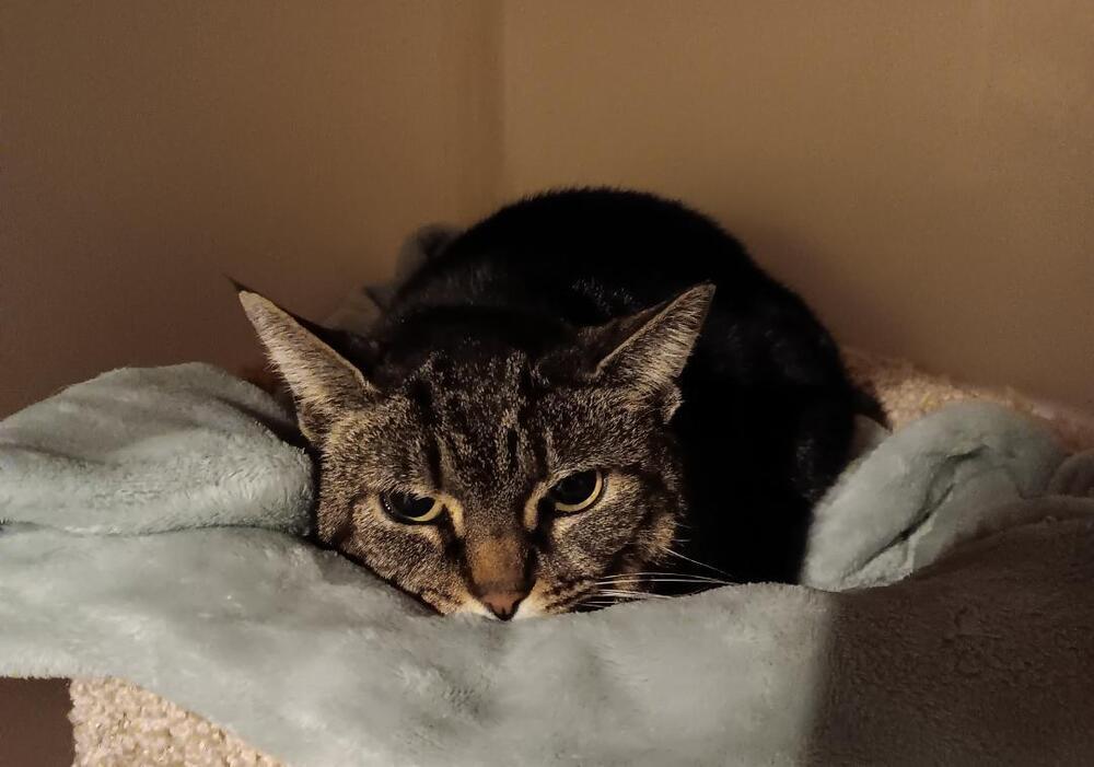 Cali, Adoptable, Adult Female Domestic Short Hair.