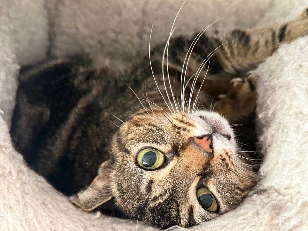 Enlarge Cali, a Adoptable Domestic Short Hair in Skippack, PA image 3/4