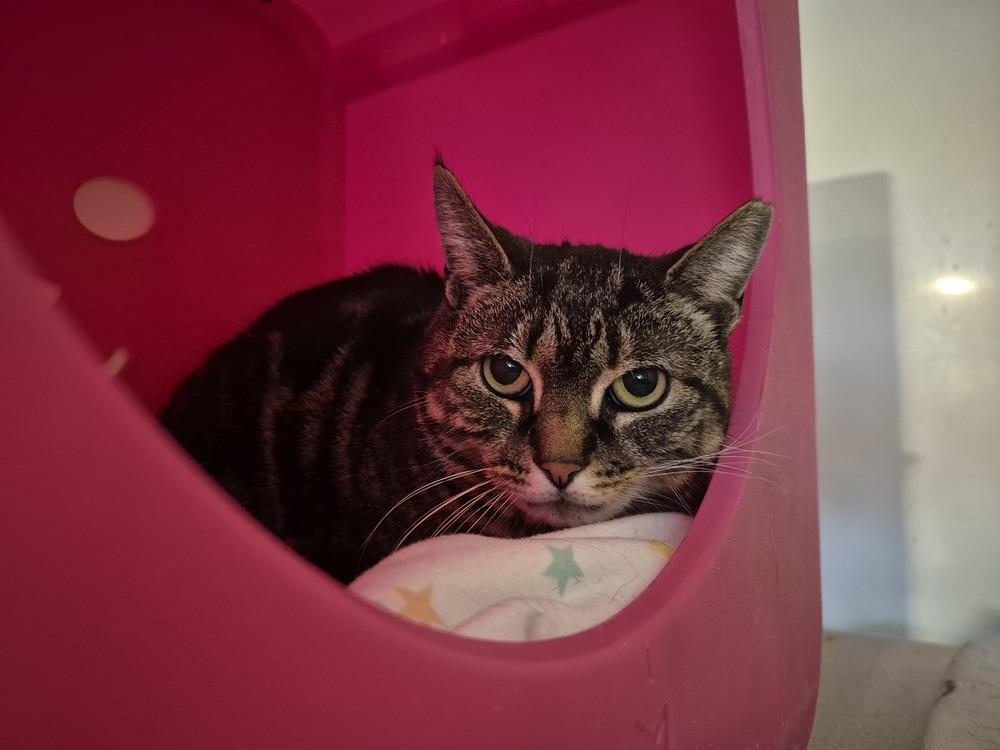 Enlarge Cali, a Adoptable Domestic Short Hair in Skippack, PA image 3/3