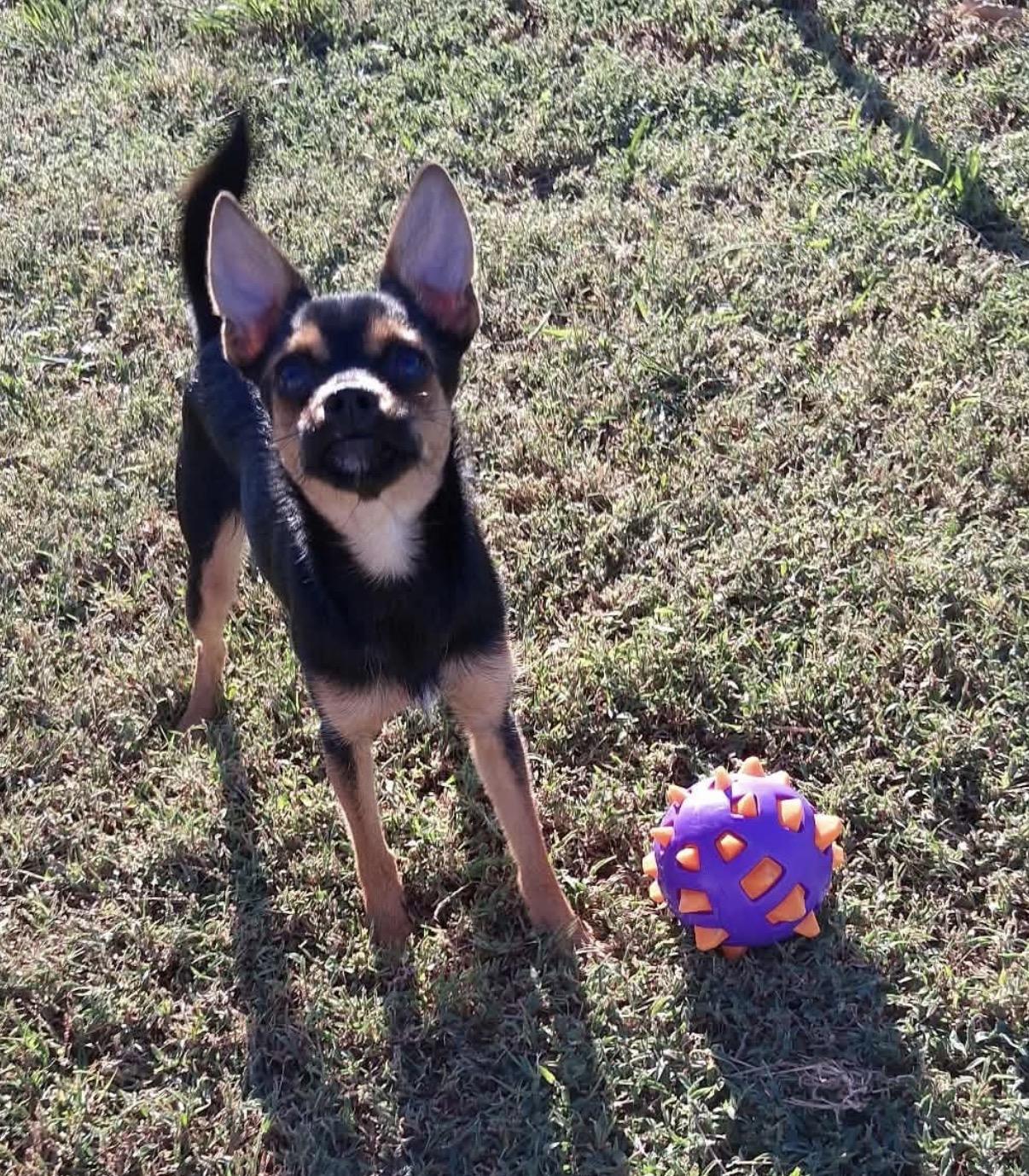 Enlarge Courtney, a Adoptable mixed breed in Hamilton , NJ image 1/1