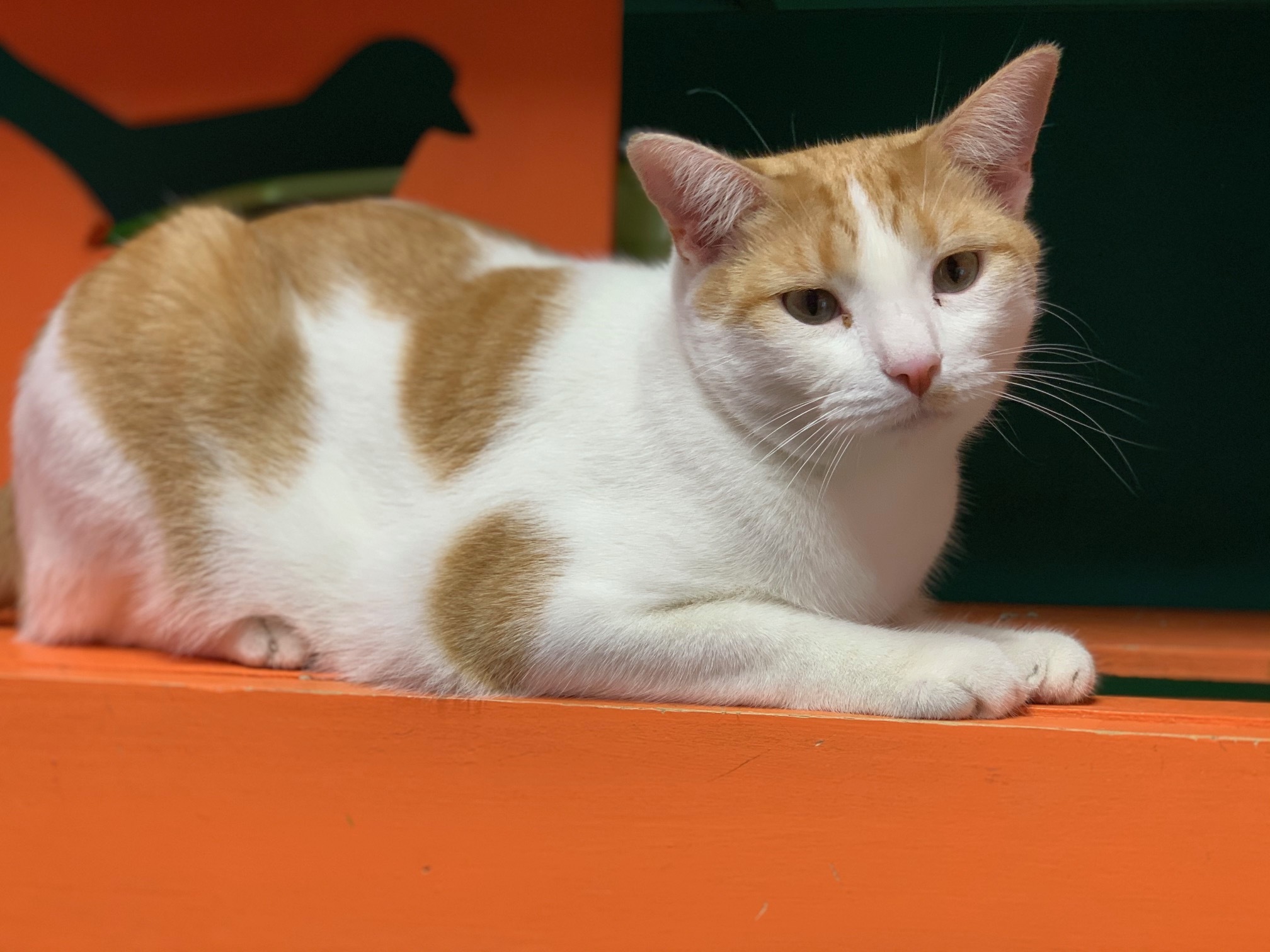 Enlarge Tobias (BONDED with ABE), a Adoptable Domestic Short Hair in Topeka, KS image 1/1