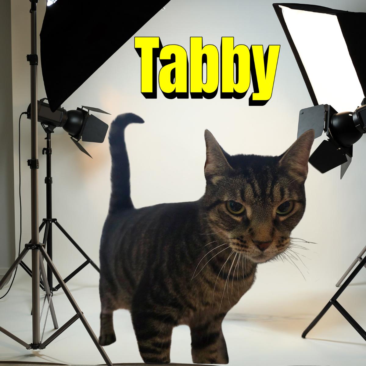 Enlarge Tabby, a ADOPTABLE Domestic Short Hair in South Padre Island, TX image 1/1