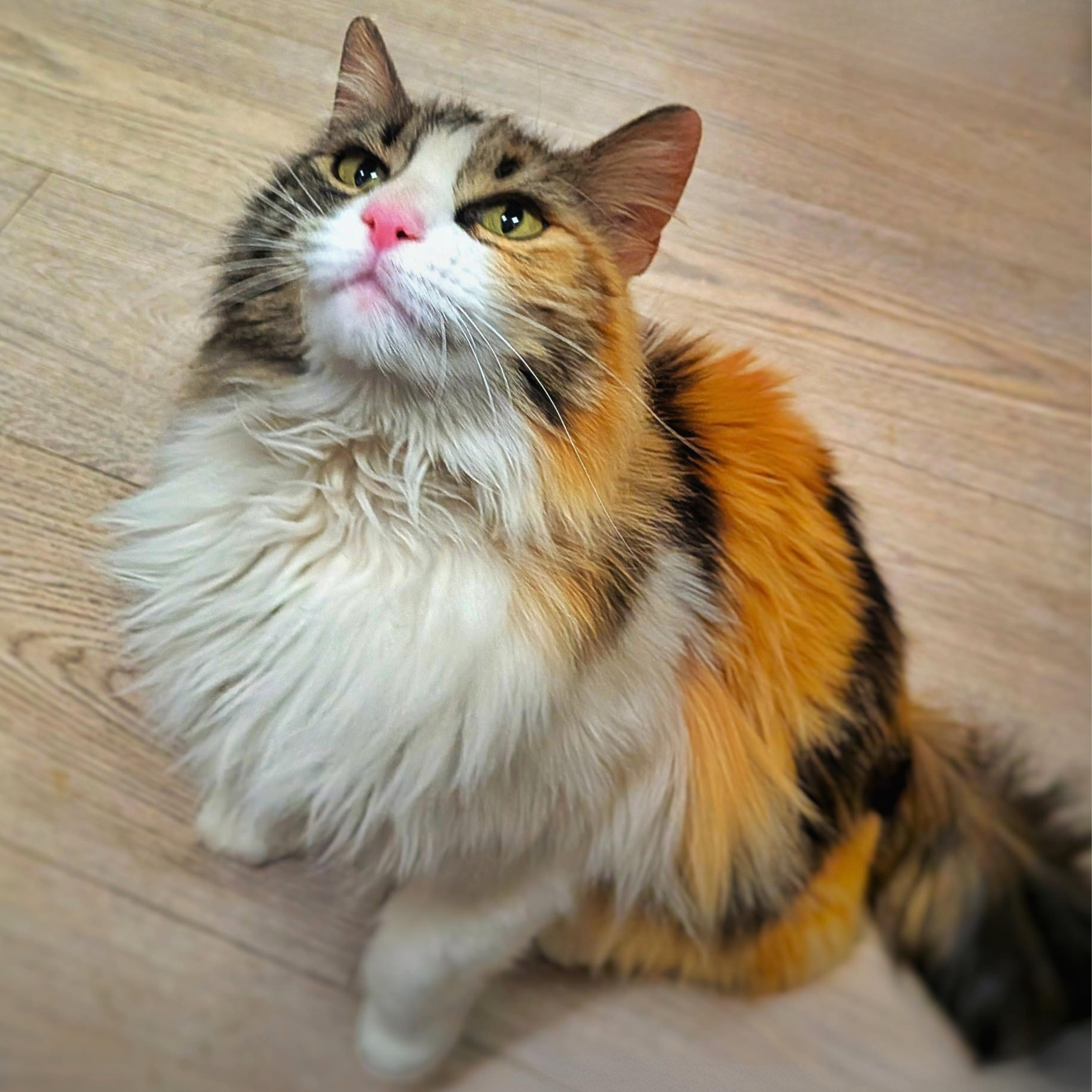 Enlarge Tithonia, a Adopted mixed breed in Santa Fe, NM image 1/4