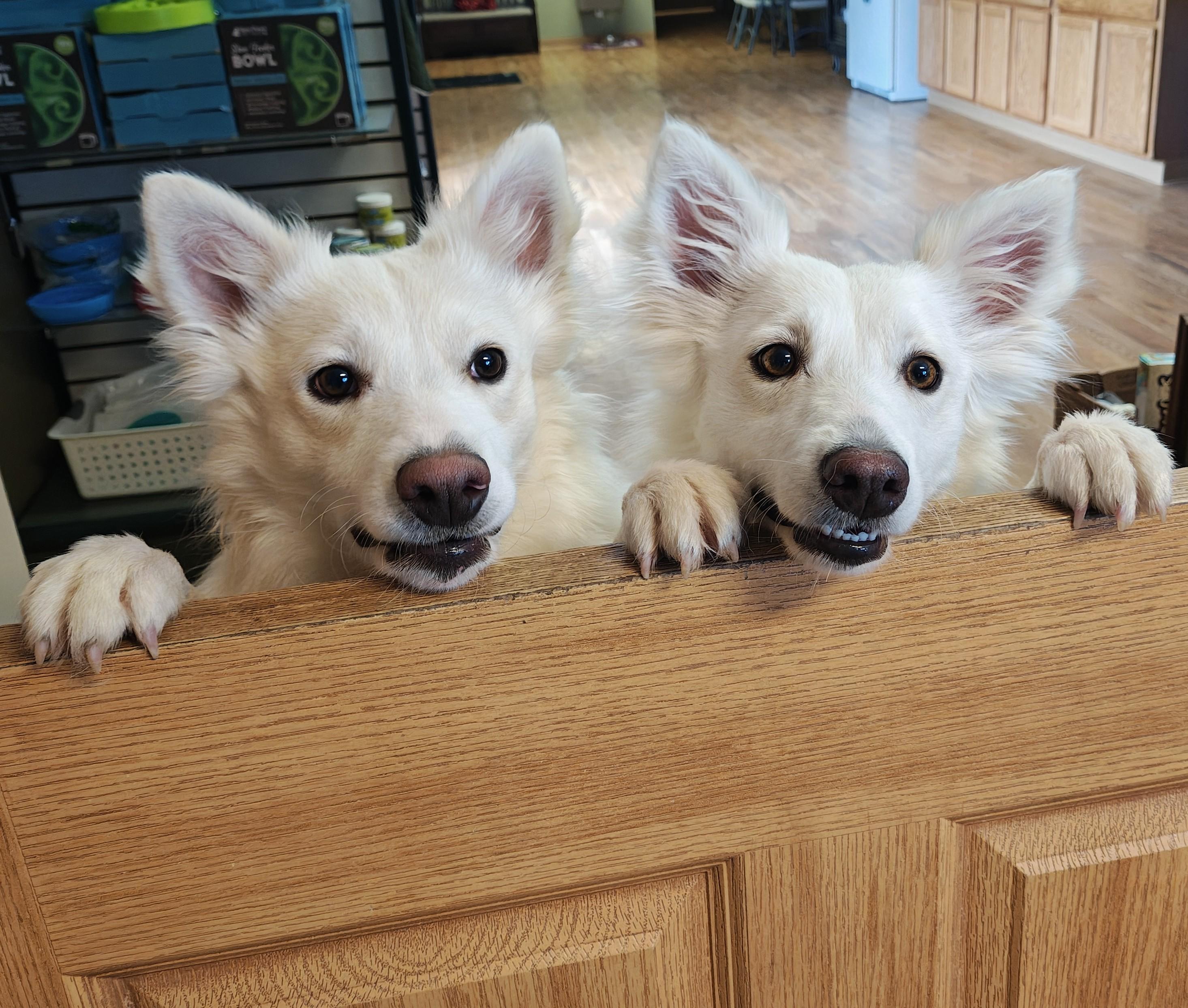 Enlarge Pinky, a Adoptable German Spitz in Bellaire, MI image 1/6