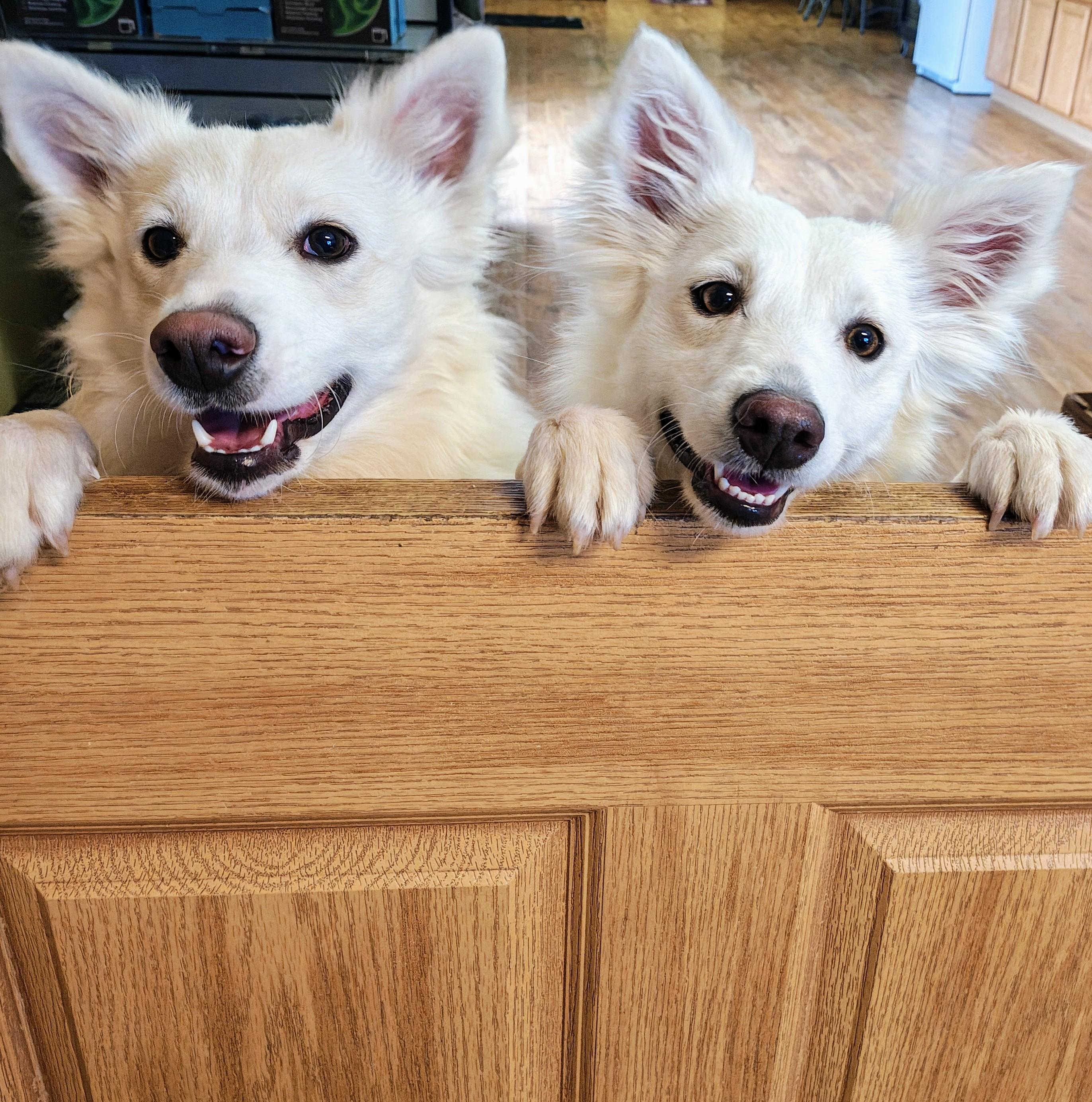 Enlarge Pinky, a Adoptable German Spitz in Bellaire, MI image 2/6