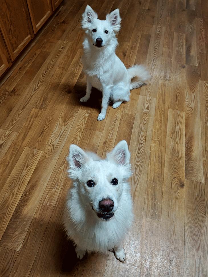 Enlarge Pinky, a Adoptable German Spitz in Bellaire, MI image 4/6