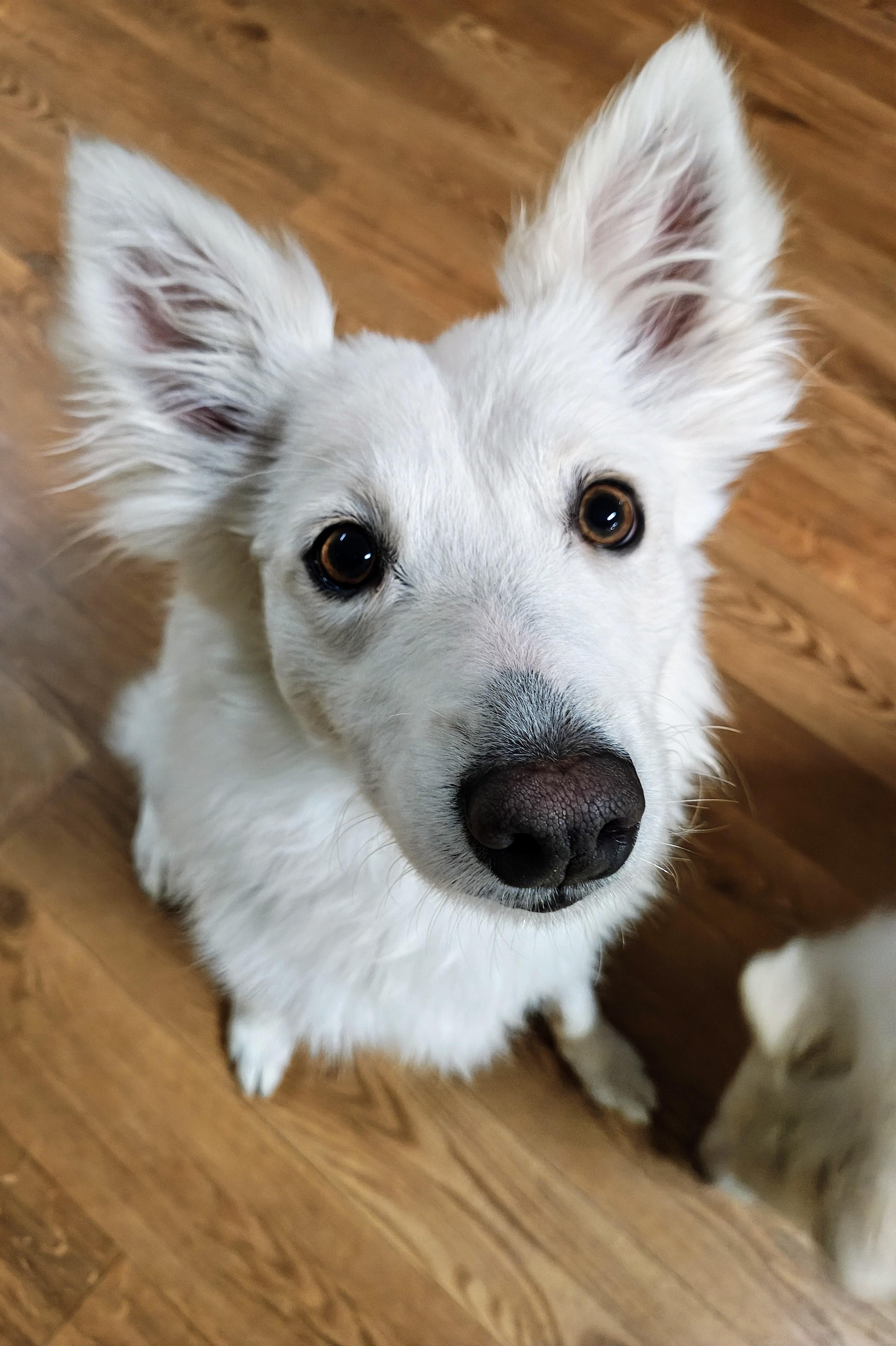Enlarge Pinky, a Adoptable German Spitz in Bellaire, MI image 5/6