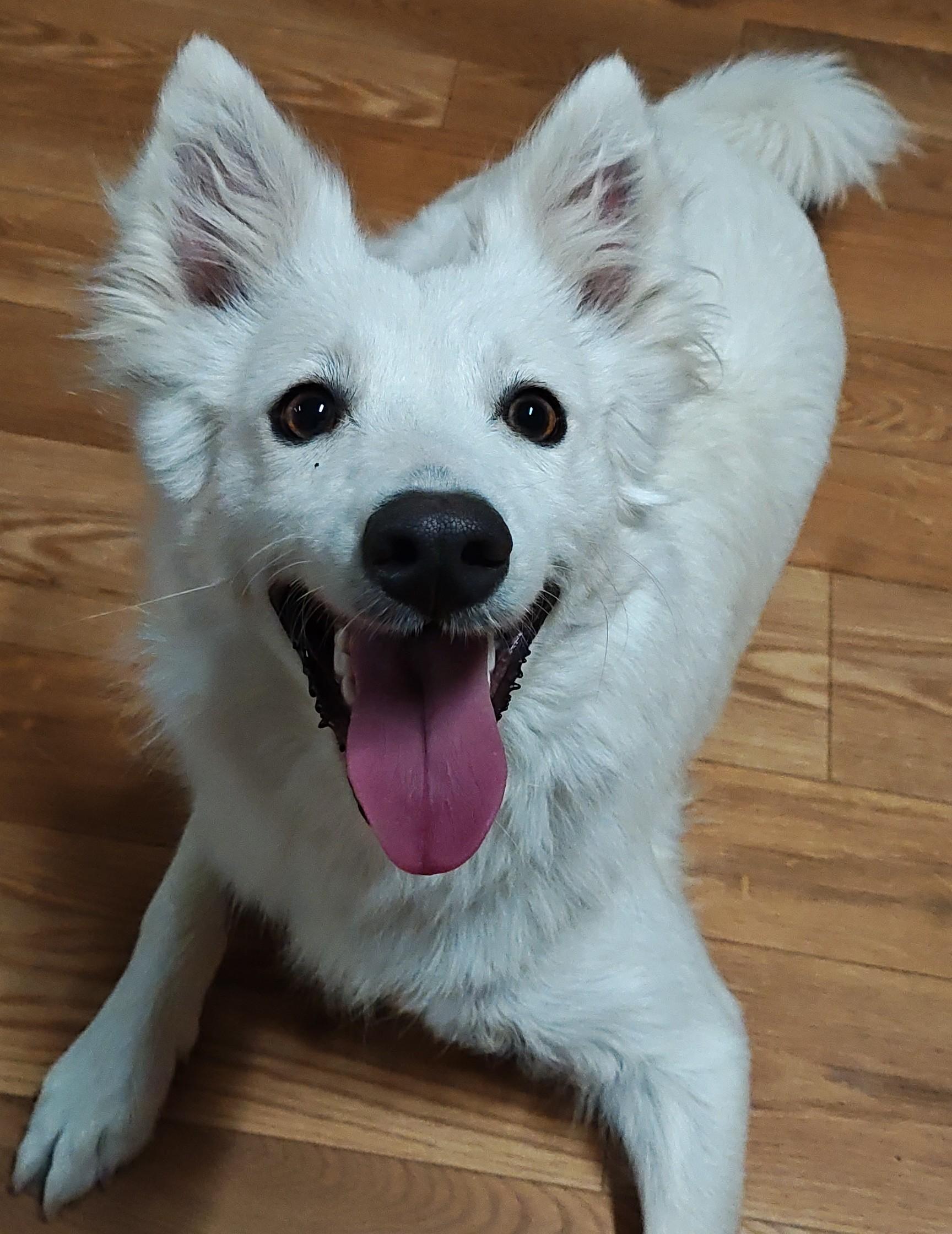 Enlarge Pinky, a Adoptable German Spitz in Bellaire, MI image 6/6