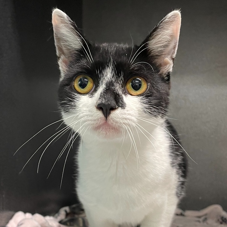 Enlarge Lovebug, a Adoptable Domestic Short Hair in New Windsor, NY image 1/1