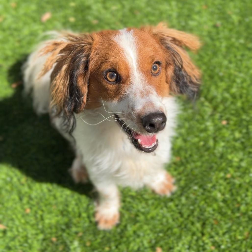 Wiley A5805158, Adoptable, Adult Male Cavalier King Charles Spaniel & Dachshund (Long Haired).