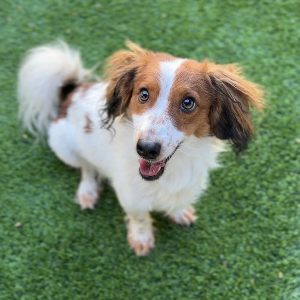 Enlarge Wiley A5805158, a Adoptable mixed breed in Mission Hills, CA image 2/6